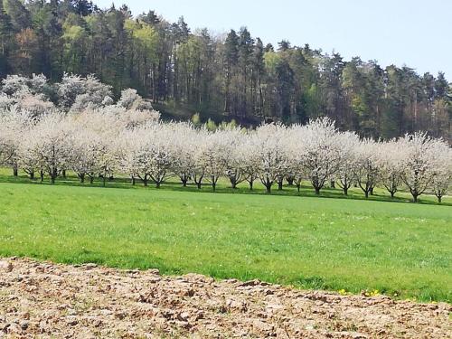 una fila de árboles blancos en un campo en Apfelbluete und Paradies, 