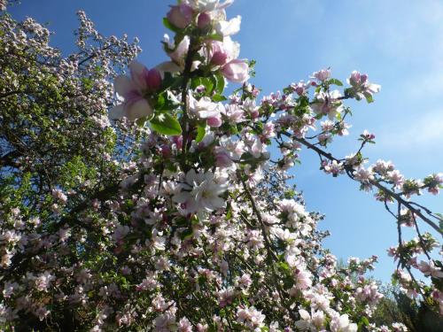 Un árbol con flores rosas y blancas. en Apfelbluete und Paradies, 