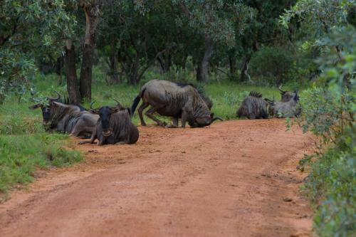 a group of animals laying on a dirt road at Nedile Lodge in Welgevonden Game Reserve