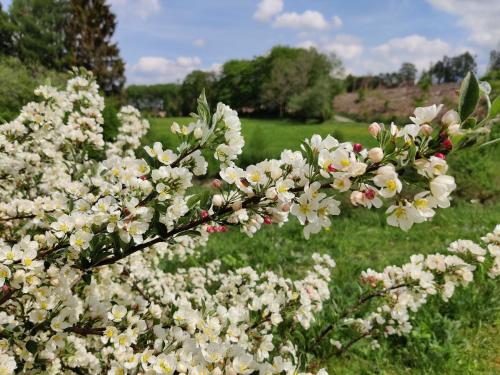 Komfort Ferienwohnung في Herscheid: حفنة من الزهور البيضاء في حقل