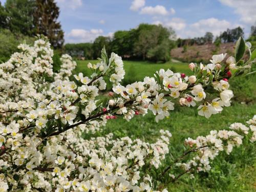 een bos witte bloemen in een veld bij Komfort Ferienwohnung in Herscheid