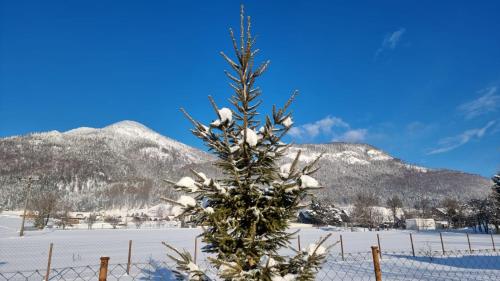 a snow covered christmas tree in a field with mountains at Evin*raj in Kvačany