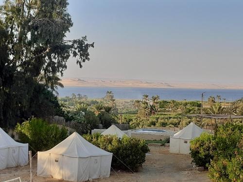 Tunis Tone – Photos 2
