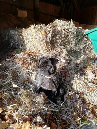 a small dog sitting in a pile of hay at Ponyhof Adam Urlaub auf dem Bauernhof in Eschlkam