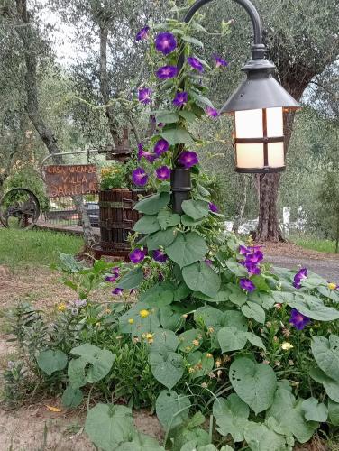 a plant with purple flowers next to a street light at Villa Daniela in Camaiore