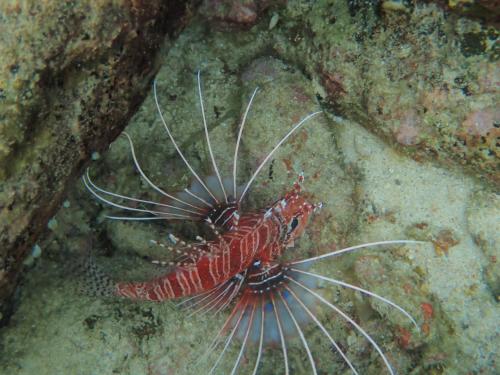 a red lionfish laying on the ocean floor at Treetop Guesthouse and Bungalows in Sabong