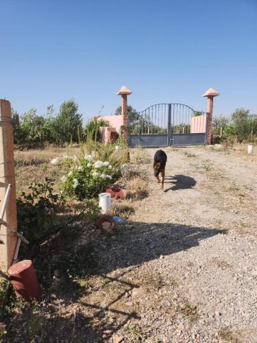 a dog is walking down a dirt road at Ferme Jnan Al Yassmine in Taza