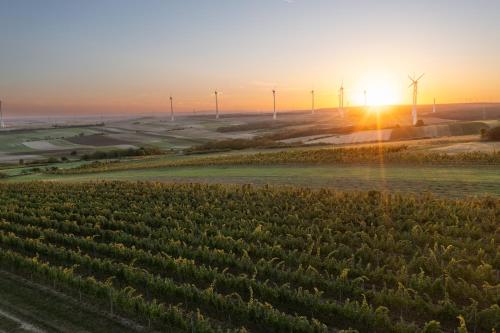 an aerial view of a vineyard with wind turbines at Weingut & Gästezimmer Zillinger in Ebenthal