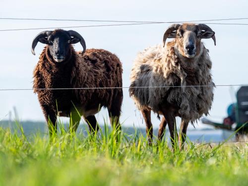 Tiere im Bed & Breakfast oder in der Nähe