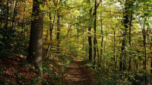 un camino de tierra en el bosque con árboles en B&B SPA CITADELLE, en Namur