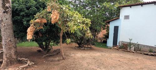 Un árbol con hojas secas al lado de un edificio. en Camping Santa Luzia, en Pirenópolis
