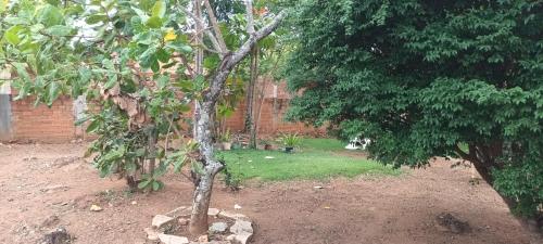 a garden with two trees and a brick wall at Camping Santa Luzia in Pirenópolis