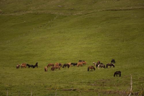 a herd of horses grazing in a green field at Boutique Hotel Anna by EJ Hotels in Holt