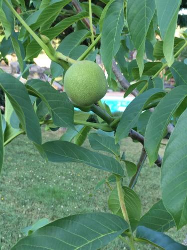 a green fruit hanging from a tree with leaves at Azienda Agrituristica I Tre Casali in Magione