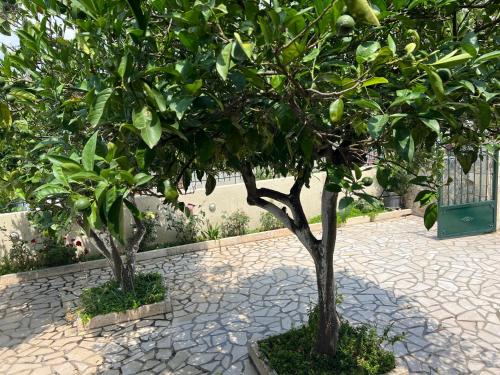 Gallery image of Kika Residence in Argostoli