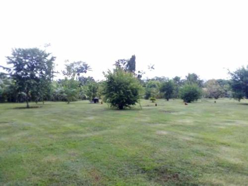 une grande pelouse avec des arbres au loin dans l'établissement Maison de campagne, à Kourou