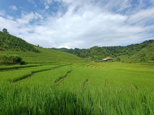 un campo de hierba verde con una casa en el medio en Ban Lien Pine Homestay en Ly Tzeu Ping