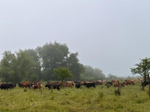 una manada de vacas pastando en un campo en Pensiunea Landhof Apfel Mayr en Bazna