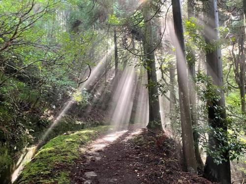 a dirt trail in a forest with beams of light at Lua do Mar in Caniço