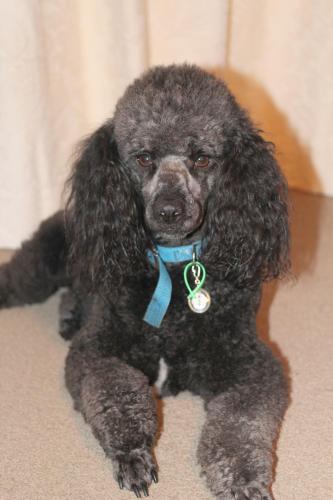 a black poodle laying on the floor with a blue collar at Brook House B&B & Cottages in Kaikoura