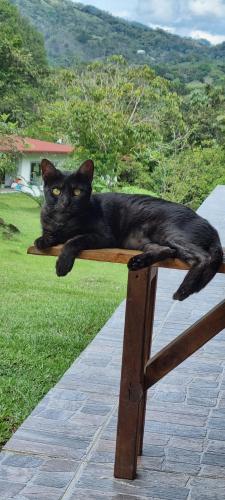 a black cat laying on top of a wooden bench at La Perla Negra - Black Pearl Eco Hostel in San Rafael