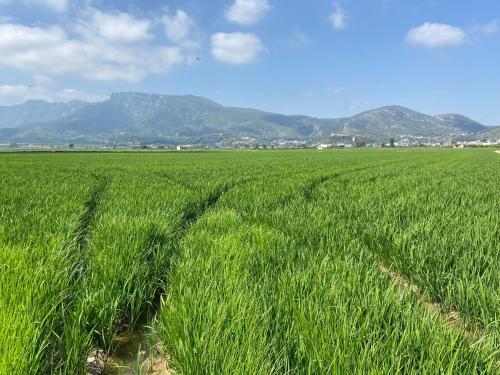 a field of green grass with mountains in the background at Casa con jacuzzi y piscina con vistas al castillo in Corbera de Alcira