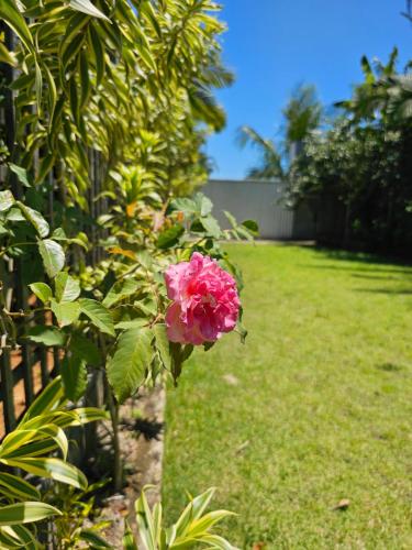 a pink rose on a bush in a yard at HOTEL INDIANO in Rio Bonito