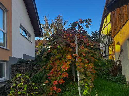 a tree covered in flowers next to a building at Kleine Auszeit - Ferienwohnung Heideberg - "Rhein" in den Urlaub in Bacharach