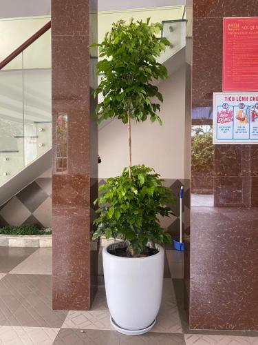 a plant in a large white pot in a building at Son Ca Motel in Hue