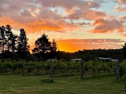 a sunset over a vineyard with a fence and trees at The Vigneron's Cottage at Dragonfly Estate Vineyard - Stanthorpe in Severnlea