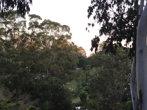 a view of a forest of trees with the sun setting at "On Burgum Pond" Cottages in Maleny