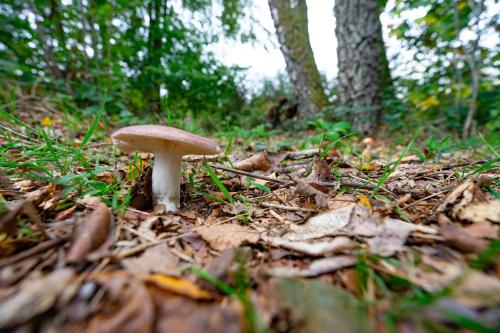 a mushroom on the ground in the woods at Au Ptit Bois Charmant in La Roche-en-Ardenne