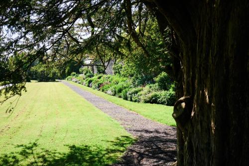 a tree leaning over a path in a park at Loughcrew House in Oldcastle