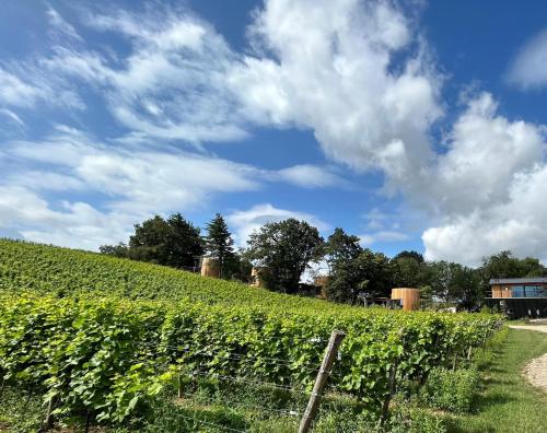 a field of vines with a blue sky and clouds at Cabanes avec jacuzzi les pieds dans la vignes in Incourt