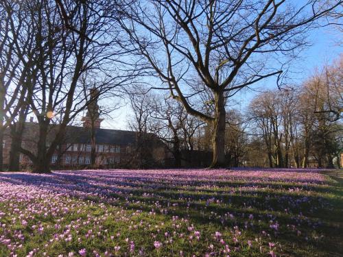 a field of purple and pink flowers in front of a building at Ferienhaus Zur Alten Post 1 in Ockholm