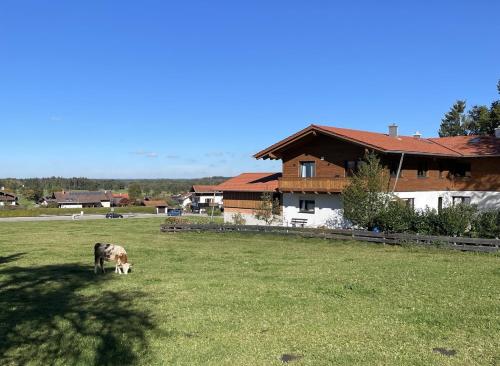 a cow grazing in a field in front of a house at Ferienwohnung Zum Lenei in Staudach-Egerndach