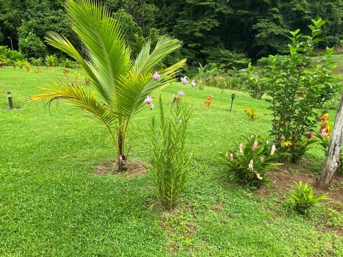 a palm tree in the middle of a grass field at Drake Bay River View in Drake