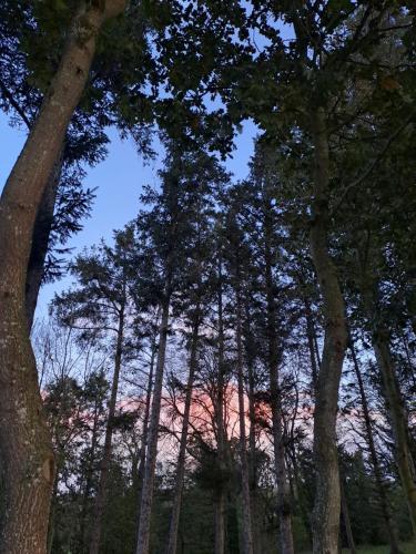 un grupo de árboles con el cielo en el fondo en La Cafoutche XXL, en Trévérec