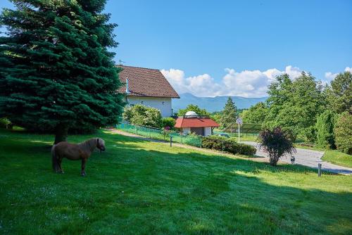 un cheval debout dans l'herbe près d'un arbre dans l'établissement Willa Pod Brzeźnikiem, à Bukowiec