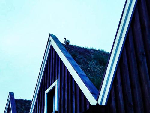 a bird sitting on the top of a building at Fagrafell Hostel in Husavik