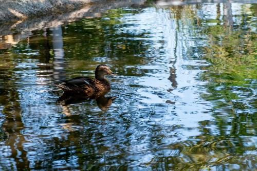Animales en el hotel o alrededores