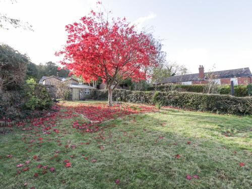 a tree in a yard with red leaves on the grass at Builth House in Abergavenny