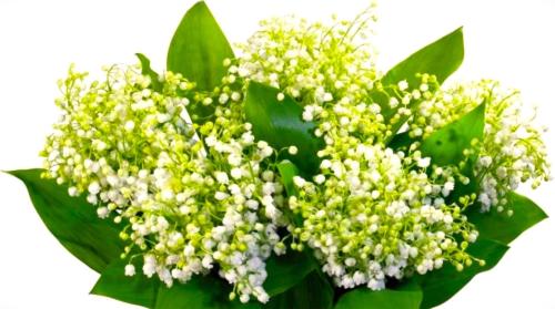 a bouquet of white flowers with green leaves at Saule in Talsi