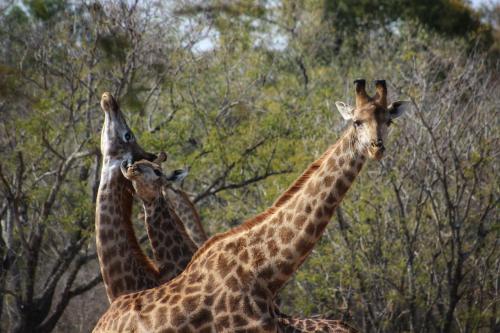 three giraffes standing in front of some trees at Amare Cabin in the bush with all your needs! in Marloth Park