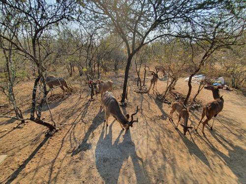 a group of animals walking down a dirt road at Amare Cabin in the bush with all your needs! in Marloth Park