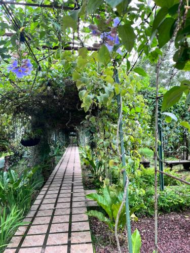 a walkway in a garden with green plants at Hotel Villas de la Colina in Atenas