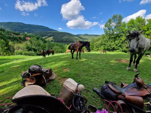 un grupo de caballos parados en un campo en Eco Lodge Taor en Taor