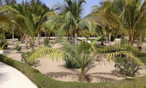 a bunch of palm trees in a park at Campement Nyabinghi in Abene
