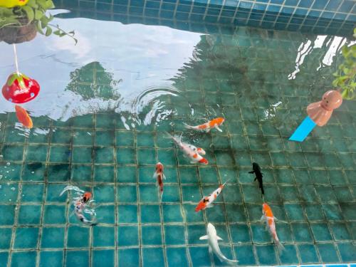 un groupe de poissons nageant dans une piscine dans l'établissement 泰小院儿（99 Friend’s house Lanna ), à Chiang Mai