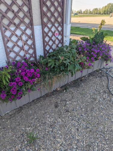 pudełko z fioletowymi kwiatami na boku budynku w obiekcie Wildgoose Accommodation w mieście Reston